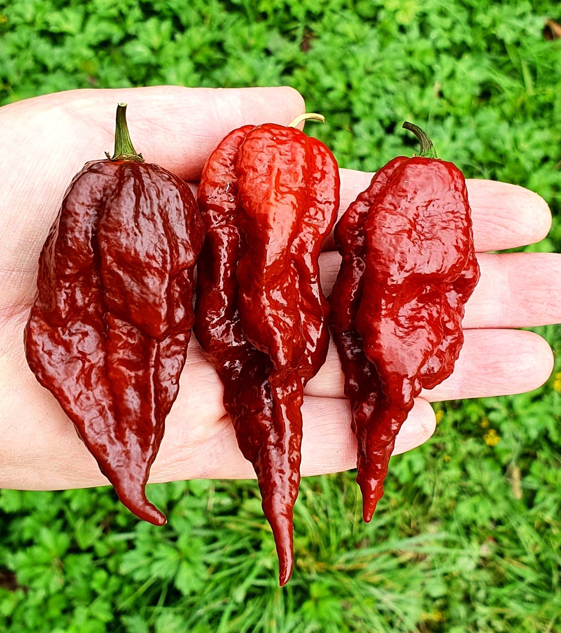 Hot Chilli Peppers Scorpion X Douglah Hot Chili Pepper